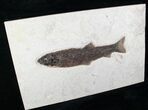 Rare Notogoneus From Green River Formation #13096-1